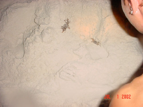 DSC00598